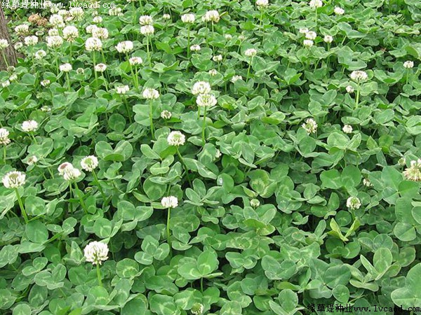 白三葉草坪 白三葉草坪