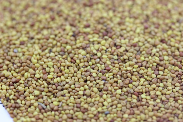 白三葉種子 白三葉種子