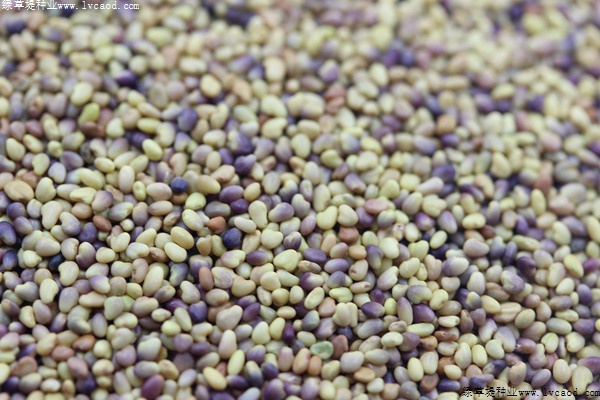 白三葉種子 白三葉種子