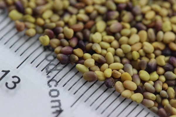 白三葉種子 白三葉種子