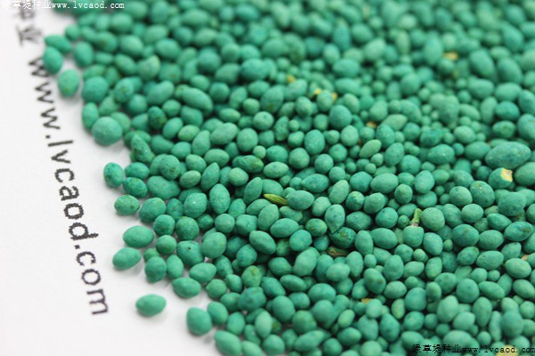 百慕大種子 百慕大種子