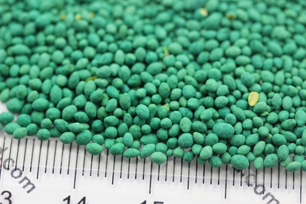 大葉油草種子 大葉油草種子