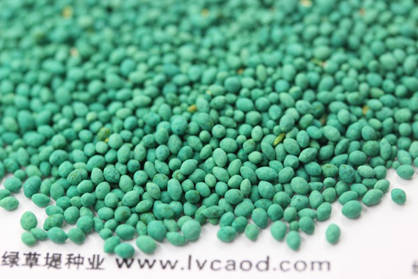 大葉油草種子 大葉油草種子