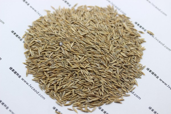 高羊茅種子 高羊茅種子