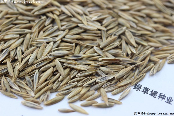 高羊茅種子 高羊茅種子