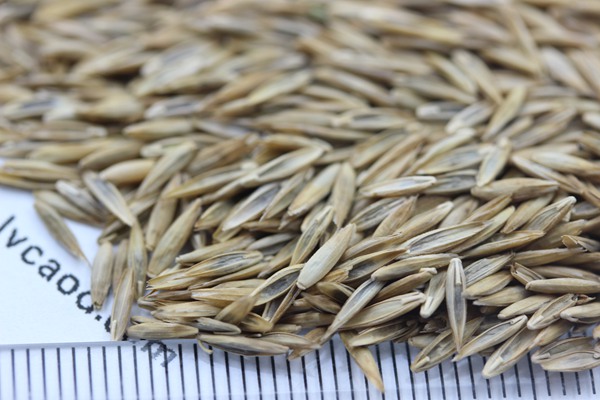 高羊茅種子 高羊茅種子