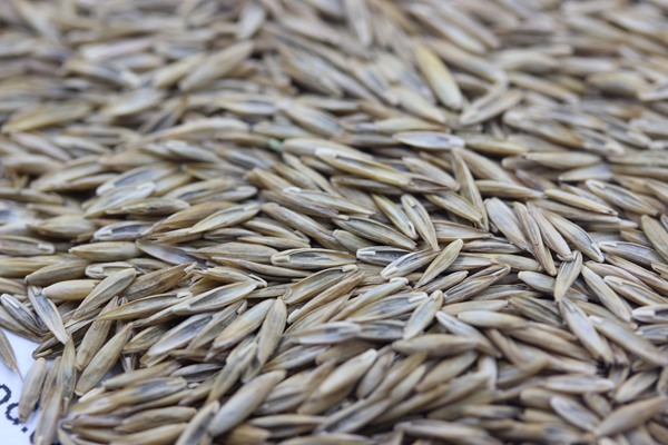 高羊茅種子 高羊茅種子