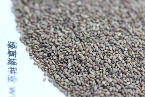 狗牙根種子 狗牙根種子