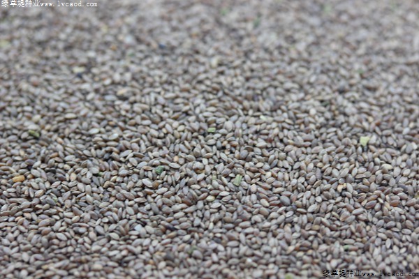 狗牙根種子 狗牙根種子