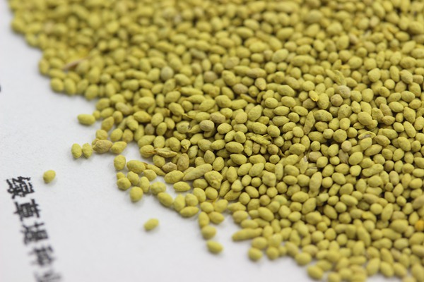 果嶺草種子 果嶺草種子