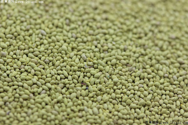 四季青草坪種子 四季青草坪種子