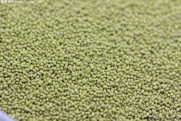 夏威夷草種子 夏威夷草種子