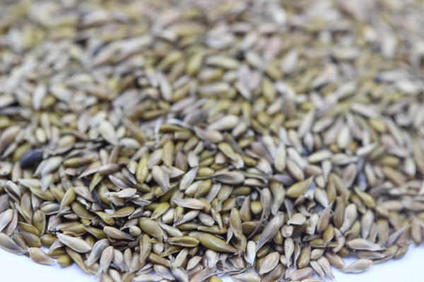 結(jié)縷草種子 結(jié)縷草種子