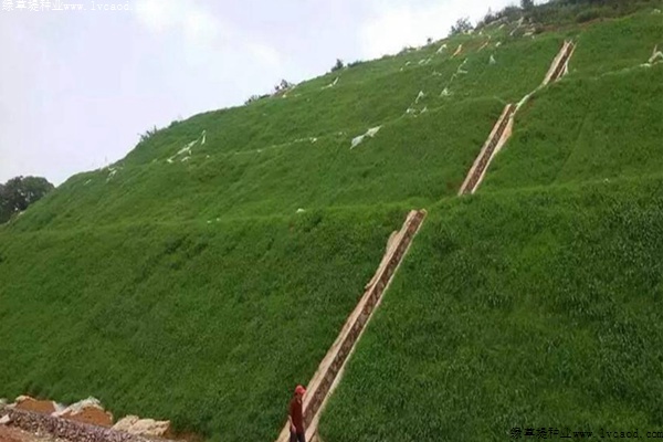 草坪在邊坡復(fù)綠工程中的應(yīng)用 草坪在邊坡復(fù)綠工程中的應(yīng)用