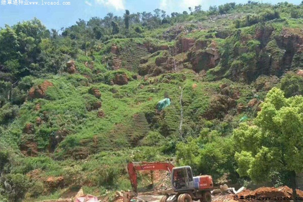 草坪在石山復(fù)綠工程中的應(yīng)用 草坪在石山復(fù)綠工程中的應(yīng)用