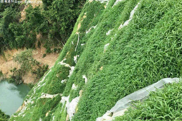 草坪在石山復(fù)綠工程中的應(yīng)用 草坪在石山復(fù)綠工程中的應(yīng)用