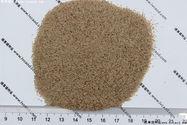 剪股穎種子 剪股穎種子