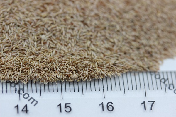 剪股穎種子 剪股穎種子