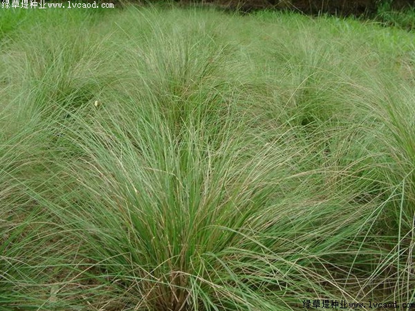 彎葉畫眉草的播種技巧和用途分享 彎葉畫眉草的播種技巧和用途分享