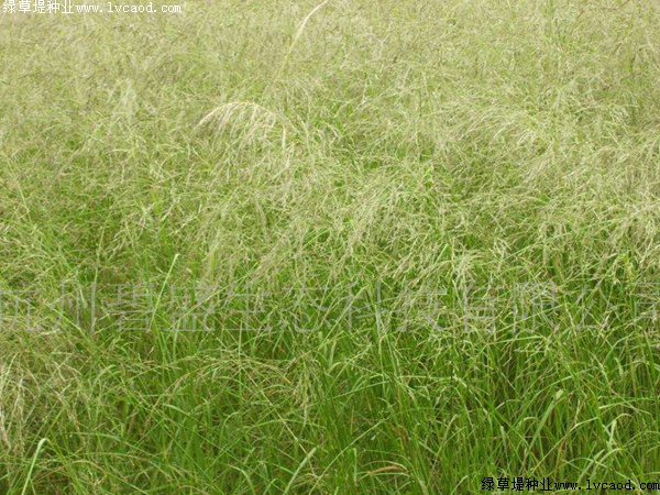 彎葉畫眉草 彎葉畫眉草