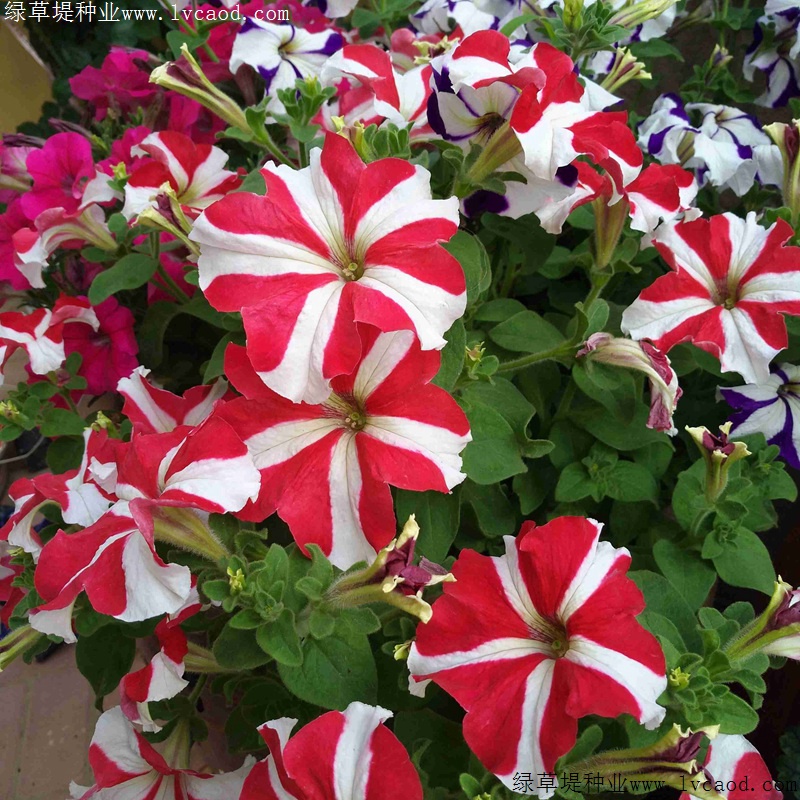 矮牽牛進(jìn)口 矮牽牛進(jìn)口