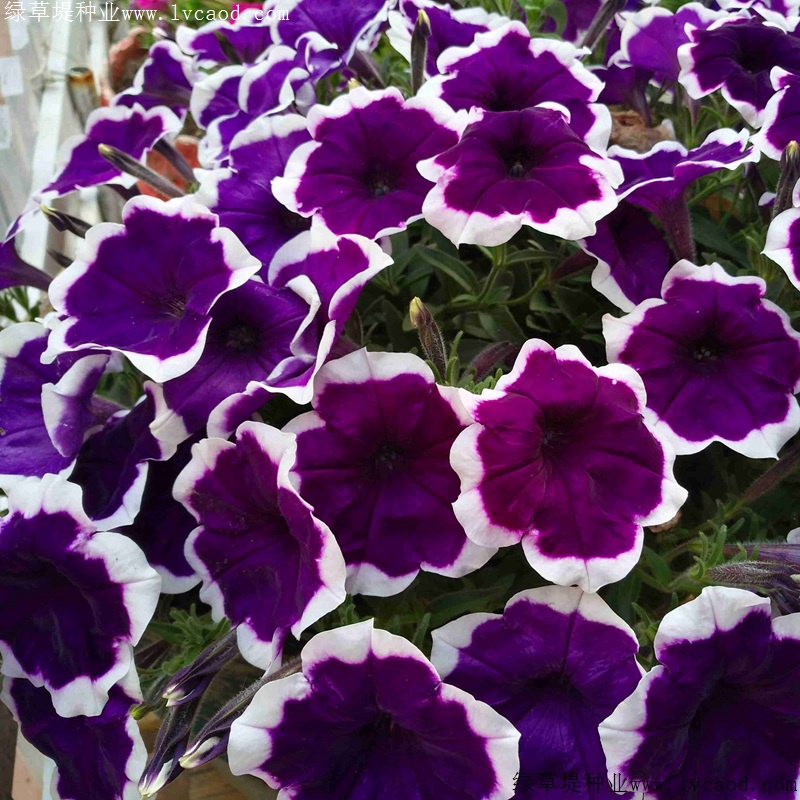 矮牽牛進(jìn)口 矮牽牛進(jìn)口