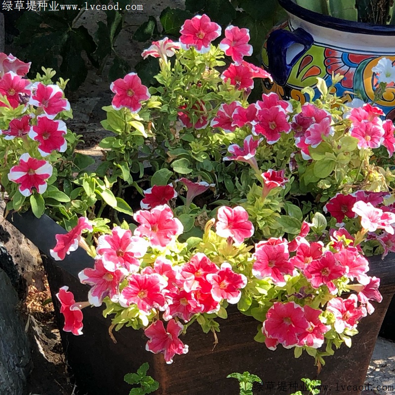 矮牽牛進(jìn)口 矮牽牛進(jìn)口