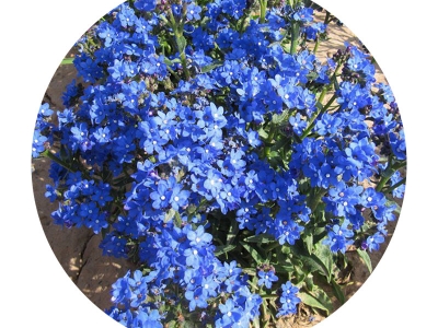 南非牛舌草種子