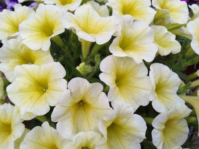 進(jìn)口矮牽牛