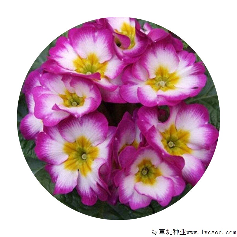 歐洲報(bào)春 歐洲報(bào)春