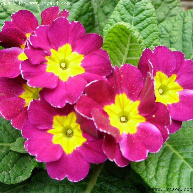 歐洲報(bào)春 歐洲報(bào)春