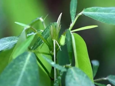 七個(gè)注意幫您提高跳舞草種子的播種成活率