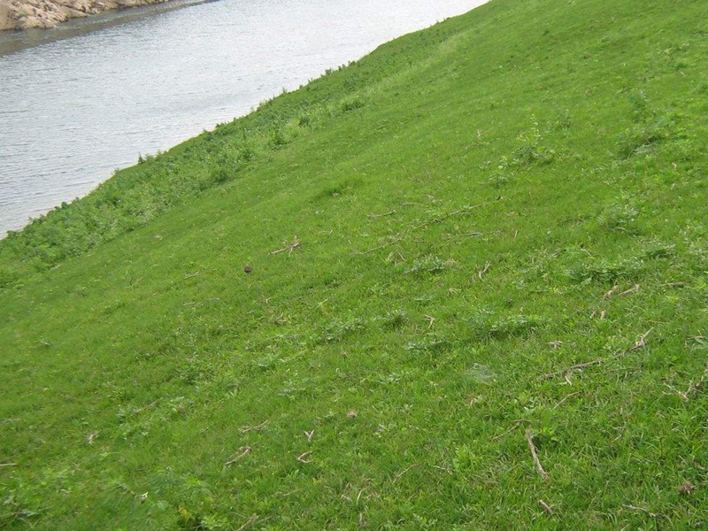 狗牙根草坪 狗牙根草坪