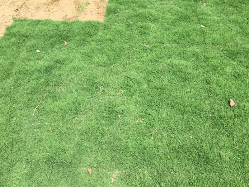 百慕大草坪 百慕大草坪