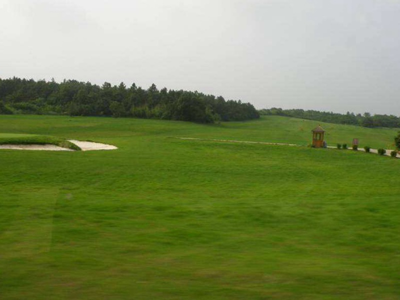 高羊茅草坪 高羊茅草坪