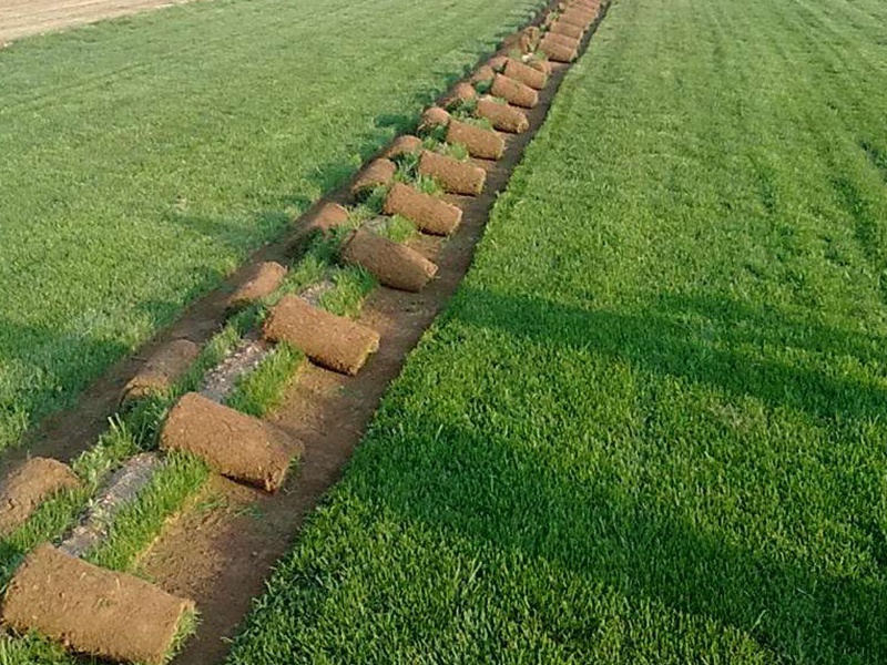 高羊茅草坪 高羊茅草坪