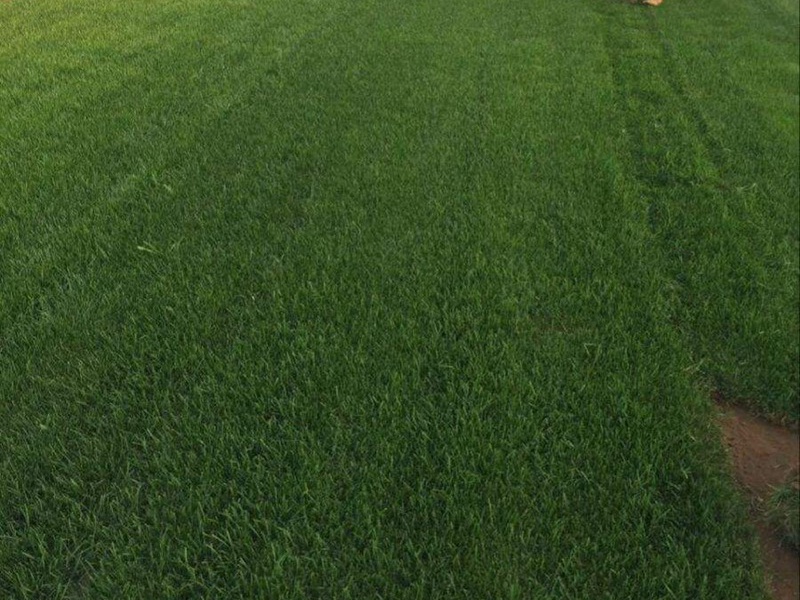 高羊茅草坪 高羊茅草坪