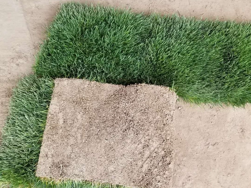 果嶺草草坪 果嶺草草坪