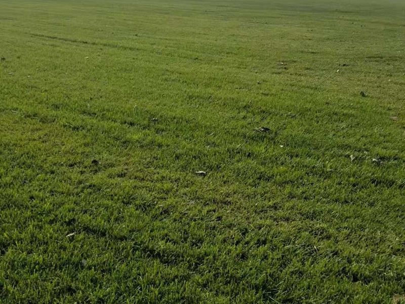 果嶺草草坪 果嶺草草坪