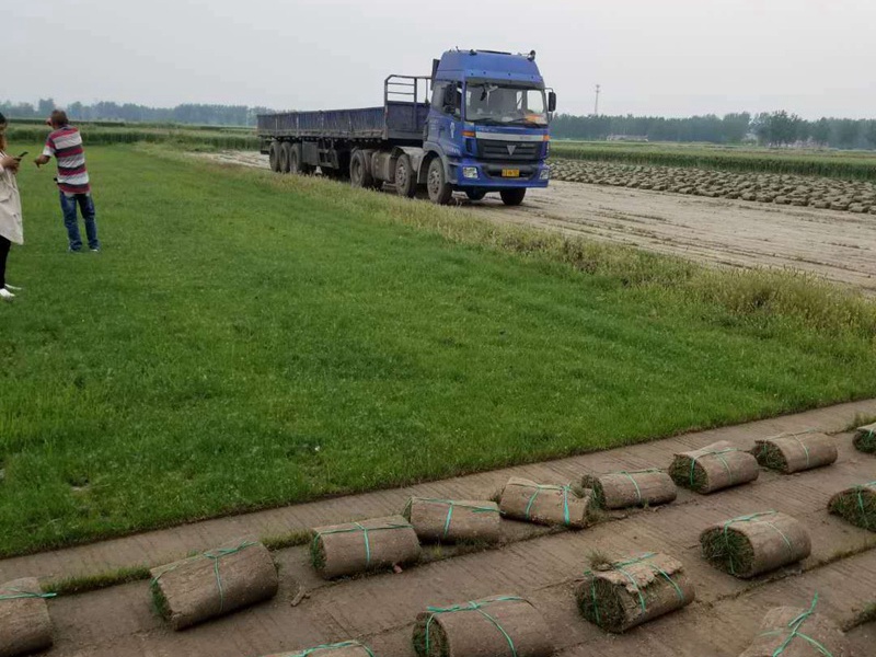 果嶺草草坪 果嶺草草坪