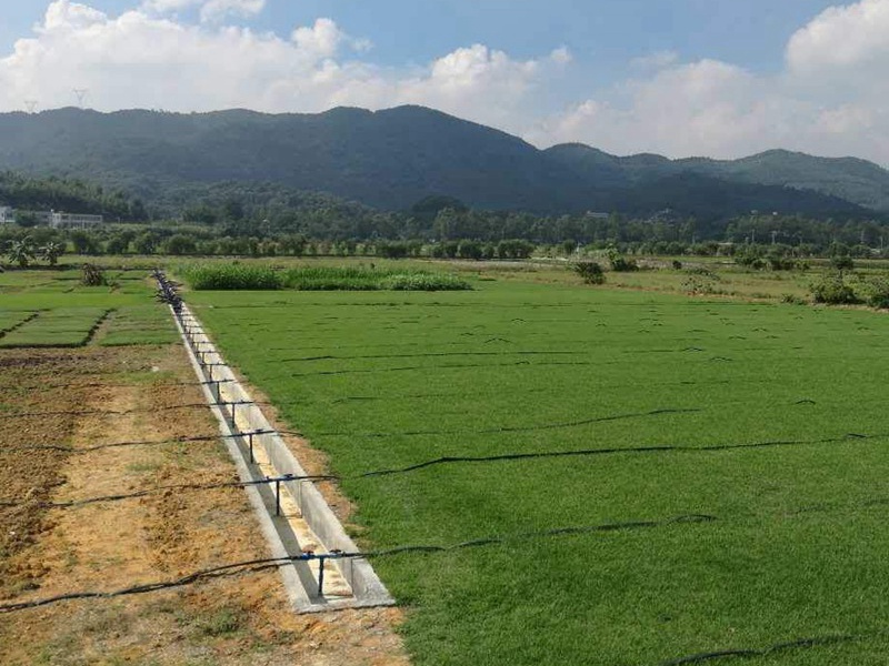 結(jié)縷草草坪 結(jié)縷草草坪