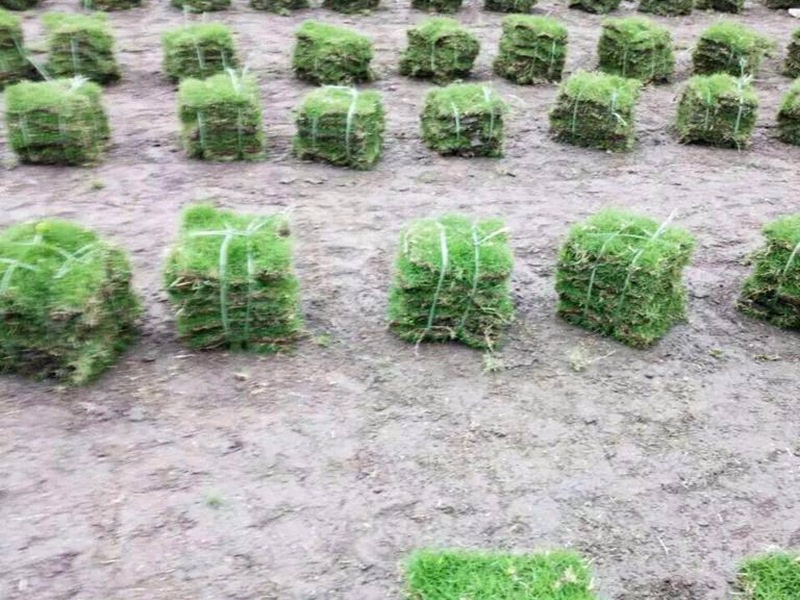 結(jié)縷草草坪 結(jié)縷草草坪