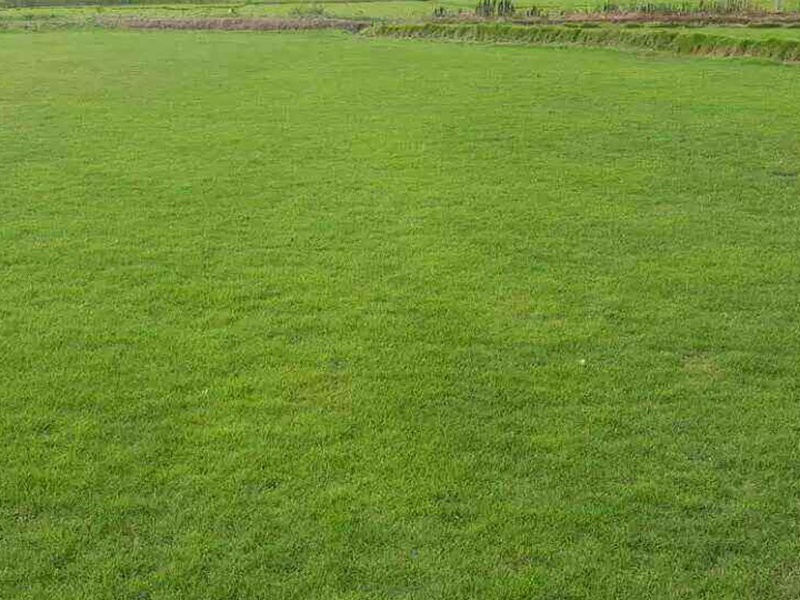 結(jié)縷草草坪 結(jié)縷草草坪