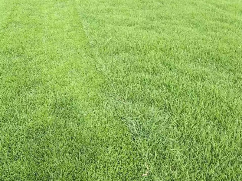 蘭引三號(hào)草 蘭引三號(hào)草