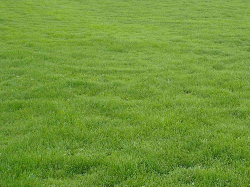 蘭引三號(hào)草 蘭引三號(hào)草