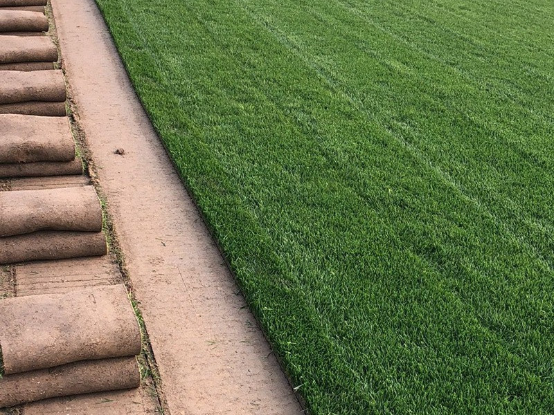 四季青草坪 四季青草坪