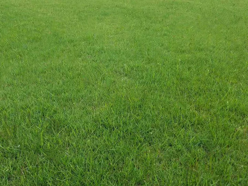 四季青草坪種子 四季青草坪種子