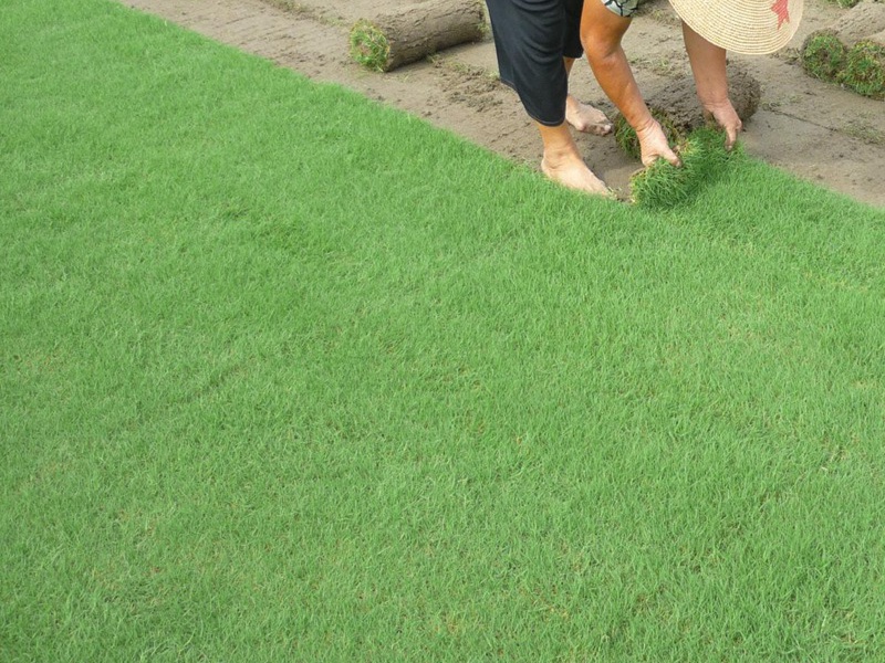 四季青草坪種子 四季青草坪種子