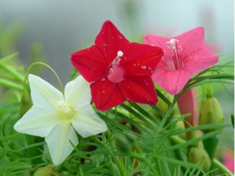 1591363079272206.jpg 9.jpg