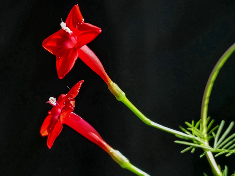 1591533228451230.jpg 5.jpg